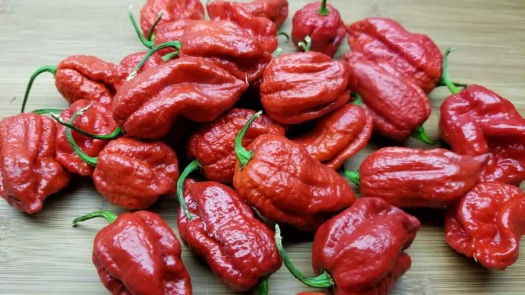 Ghost pepper world hottest pepper