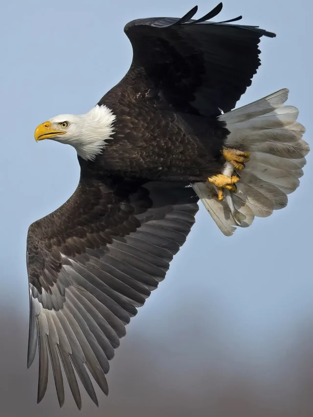 You should know 7 Amazing Facts about Eagle